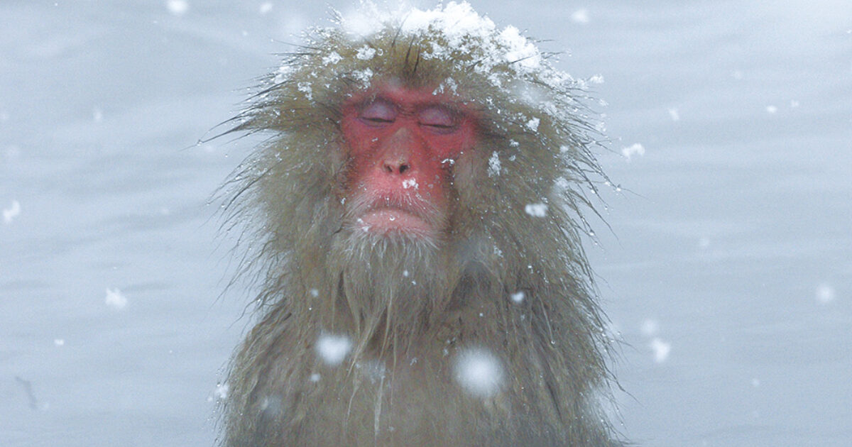 Snow Monkey Hotsprings Tour | Ski Japan Holidays